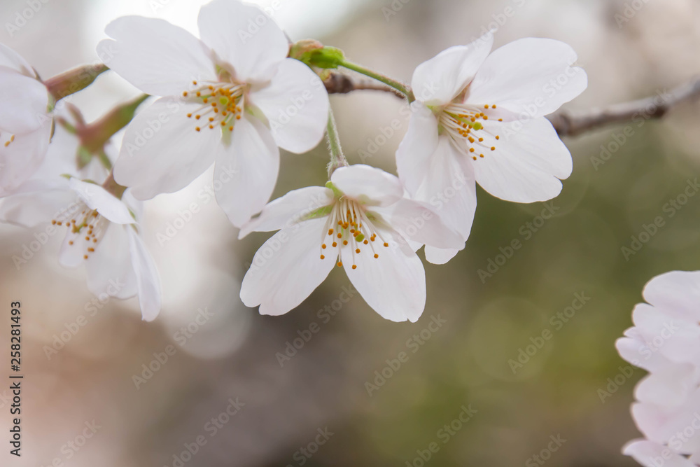 満開の桜のクローズアップ