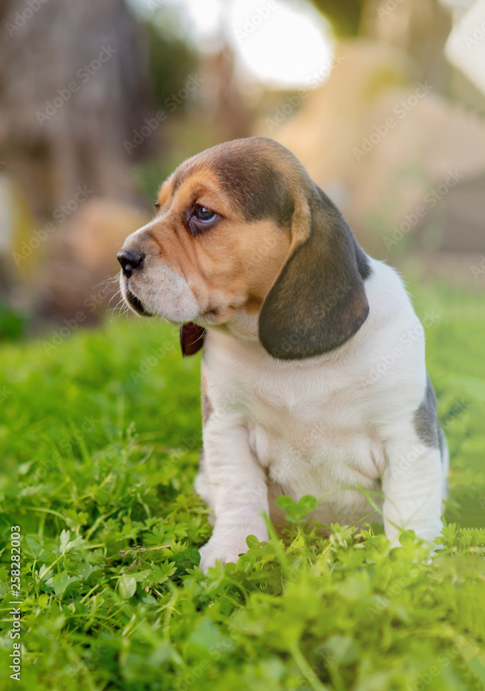 Beautiful beagle puppy on the green grass Beautiful beagle puppy on the green grass