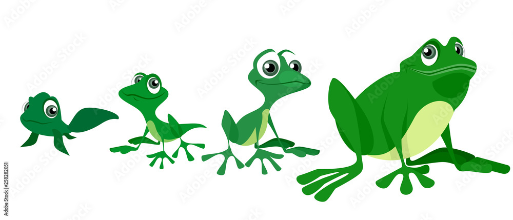 Obraz premium Process of growing a frog