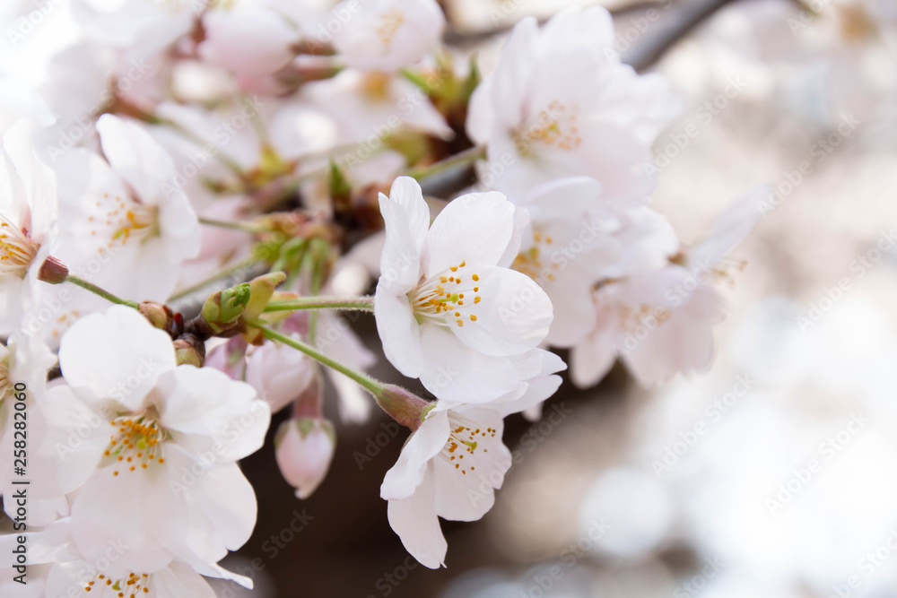 満開の桜のクローズアップ