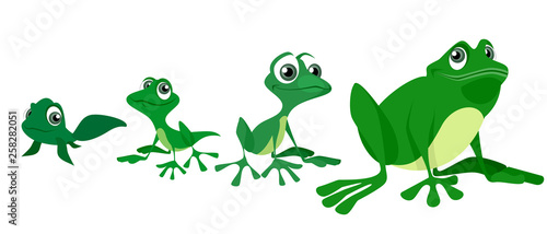 Process of growing a frog