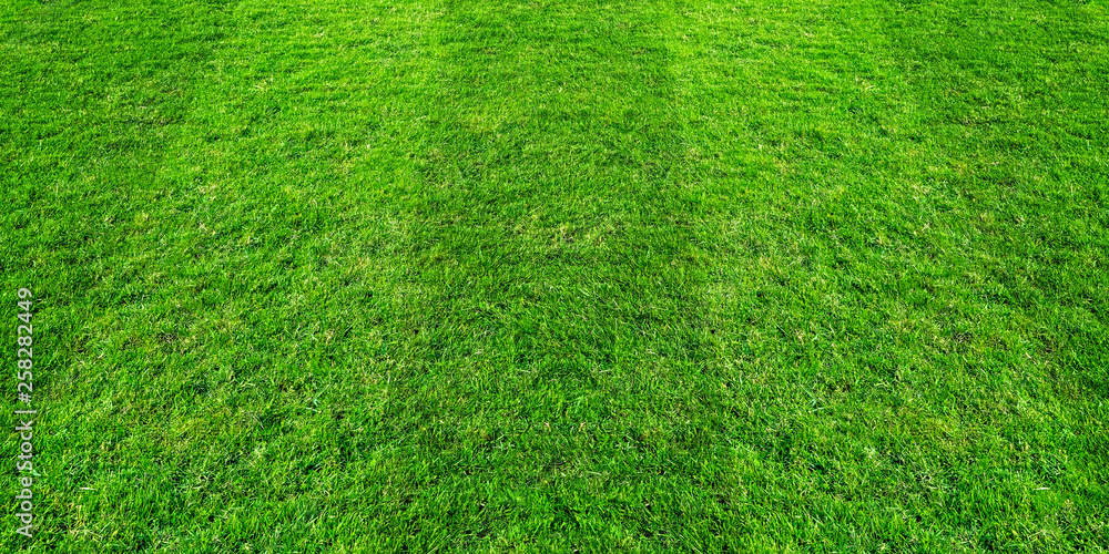 Green grass field pattern background for soccer and football sports. Green lawn pattern and texture for background.