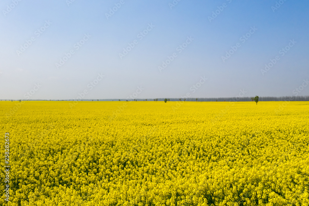 rapeseed flower field in sunny spring