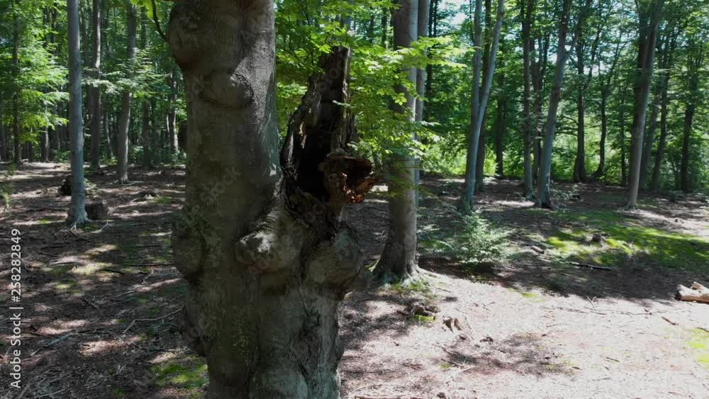 Drone shot around beech tree in summer forest