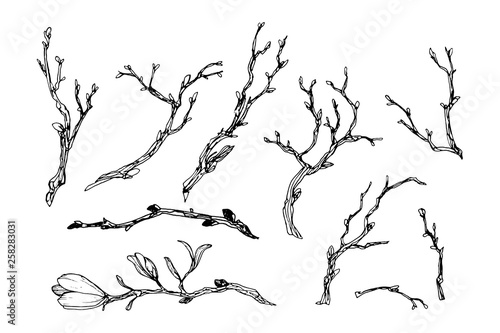 Branches in engraving style