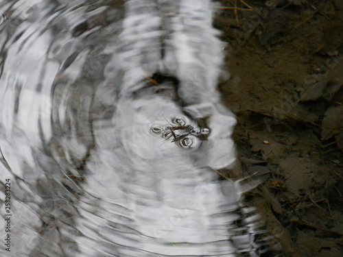 Waserobefläche mit Spiegelung und Halbschatten photo