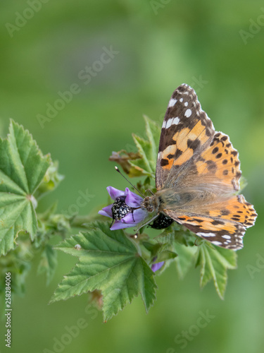 Isolated macro of a monarch butterfly in the wild- Israel