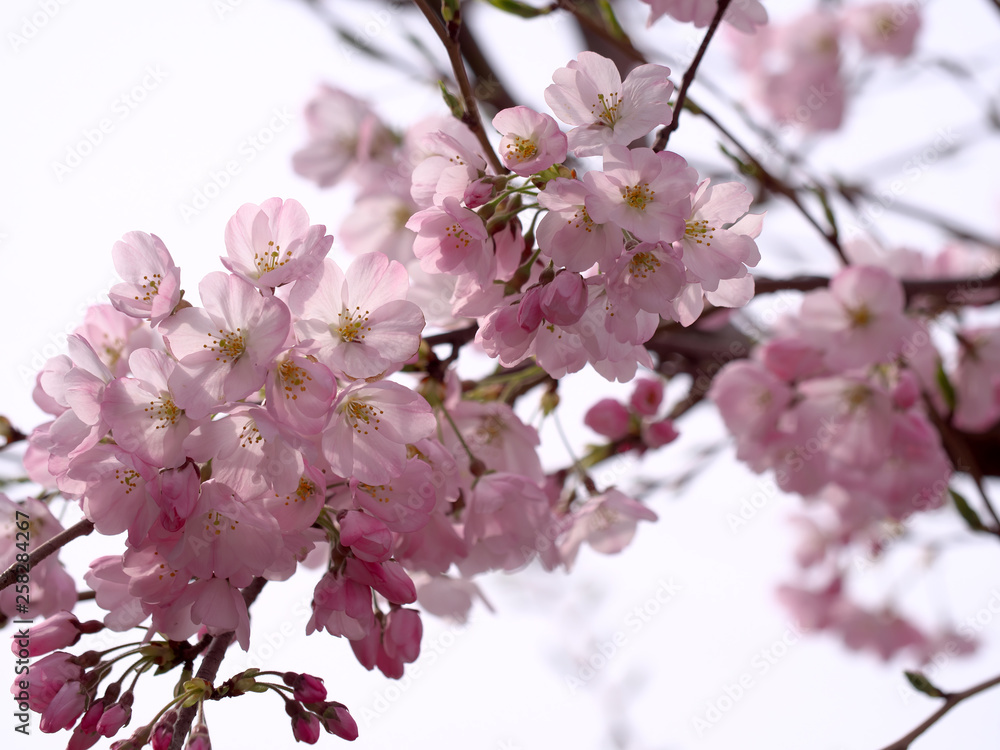 春・満開の桜木