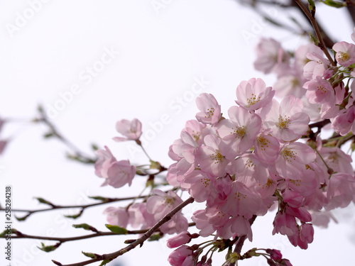 春・満開の桜木 © Tom.Msn&Gafuu