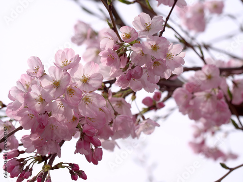 春・満開の桜木