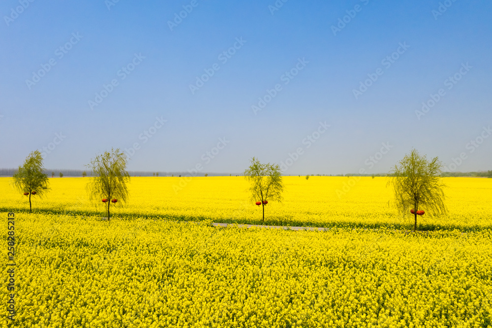 brilliant rapeseed flower field brilliant rapeseed flower field