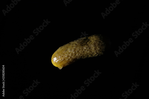 salty cucumber on black background