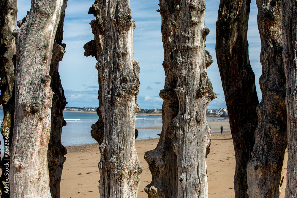 Big breakwater, 3000 trunks to defend the city from the tides in Saint-Malo, Ille-et-Vilaine, Brittany, France Big breakwater, 3000 trunks to defend the city from the tides in Saint-Malo, Ille-et-Vilaine, Brittany, France
