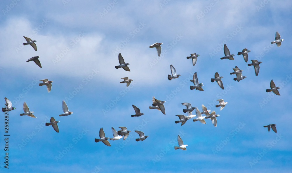 A flock of pigeons in flight against a blue sky