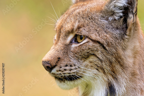 Luchs