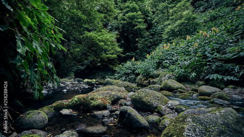 Ein Flussbett im Urwald