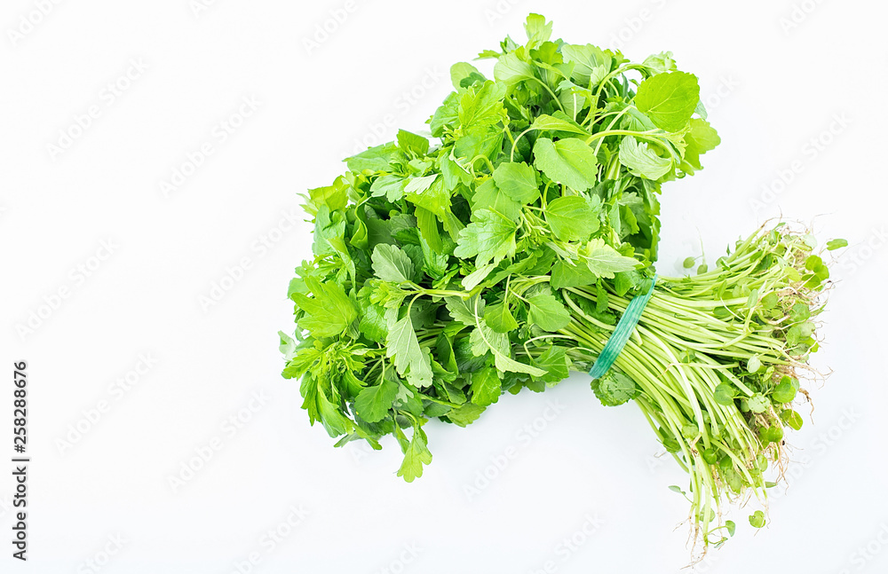 Obraz premium A green fresh motherwort grass seedling on a white background