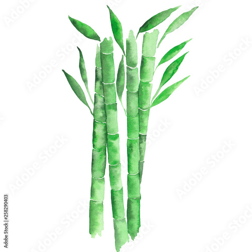 Green bamboo stems and leaves. Watercolor hand drawn botanical illustration. Print for textile, wallpaper, wrapping
