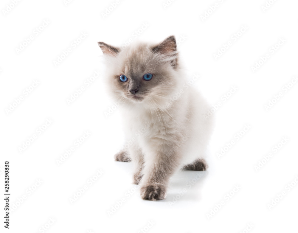 Adorable cat on isolated white background