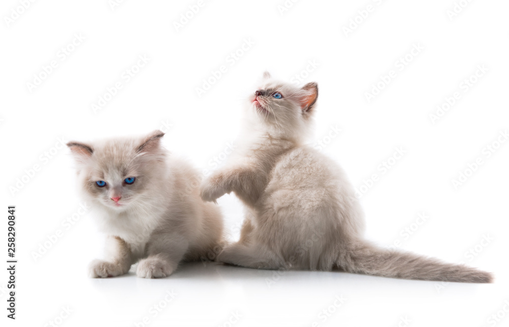 Adorable cats on isolated white background