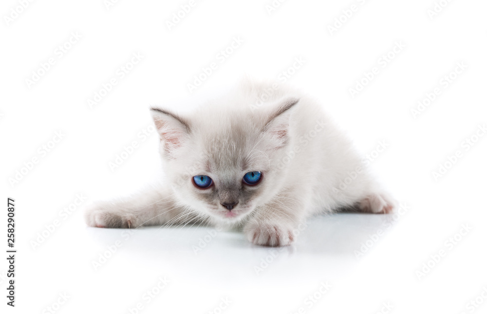 Obraz premium Adorable cat on isolated white background