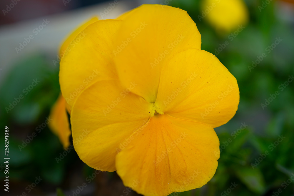 Fototapeta premium close up of a fresh bright yellow pansy viola melanium