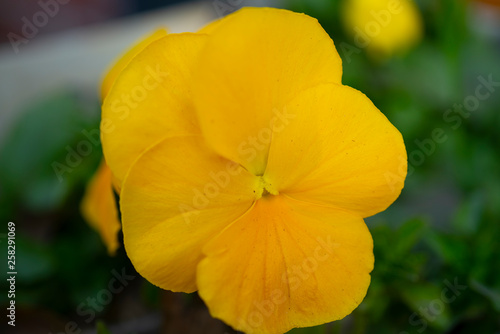 close up of a fresh bright yellow pansy viola melanium