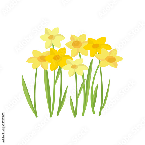 Yellow narcissus growing in flowerbed on empty background
