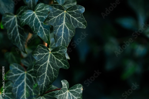 ivy leaves light and shade graphic natural background