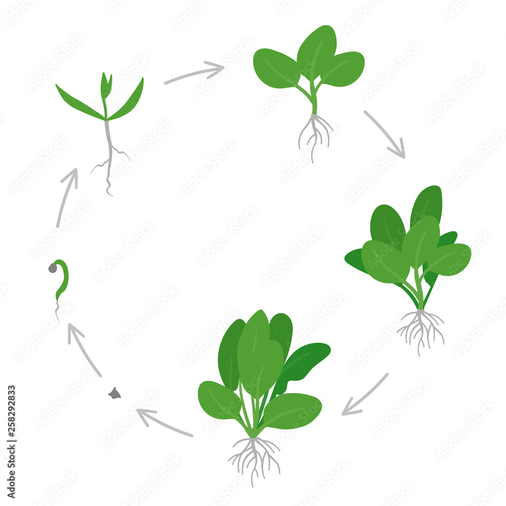 Round crop stages of Spinach. Circular growing Spinach plant. Green leafy vegetable growth. Spinacia oleracea. Vector flat Illustration.