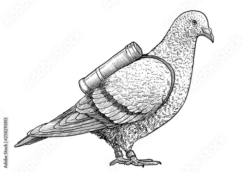 Pigeon with message illustration, drawing, engraving, ink, line art, vector