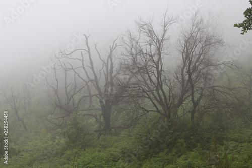 Ein abgebrannter Wald mit neuer Pioniervegetation im Nebel