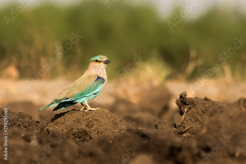 indian roller