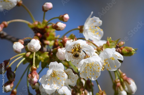 Biene an der Kirschblüte