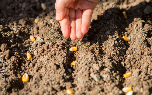 organic corn cultivation by hand in the ground
