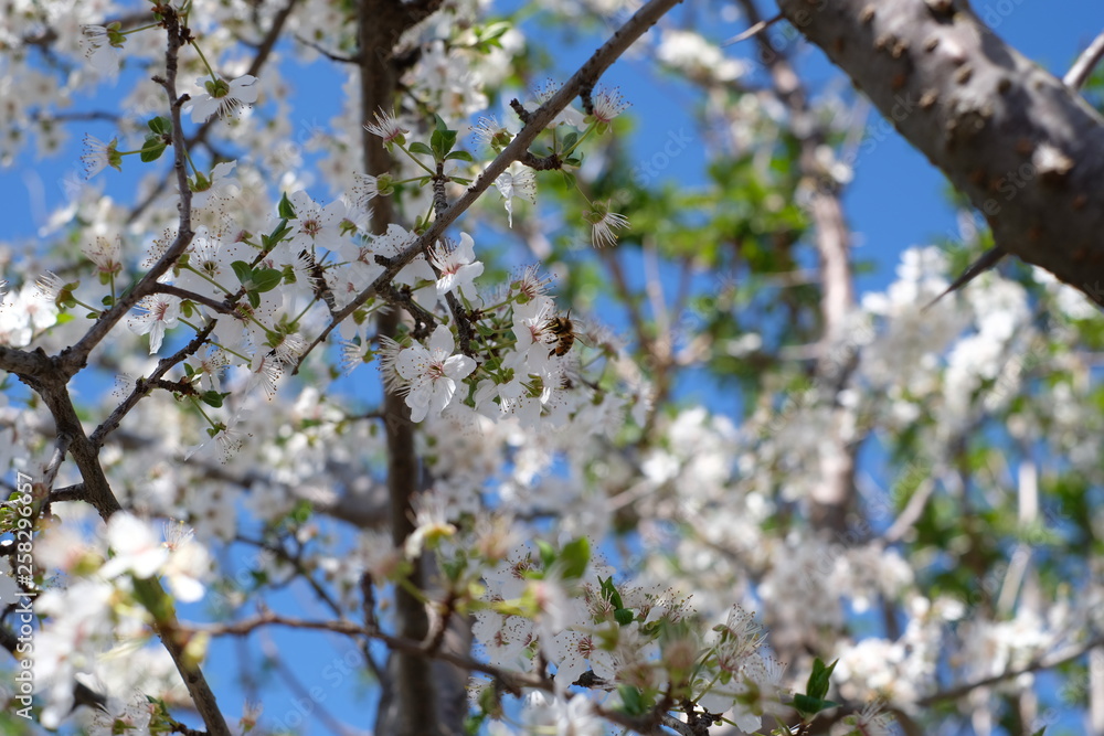 spring spring