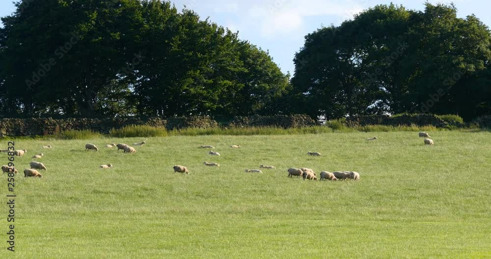 Flock of sheep grazing in a pasture next to an old dry stone wall Flock of sheep grazing in a pasture next to an old dry stone wall