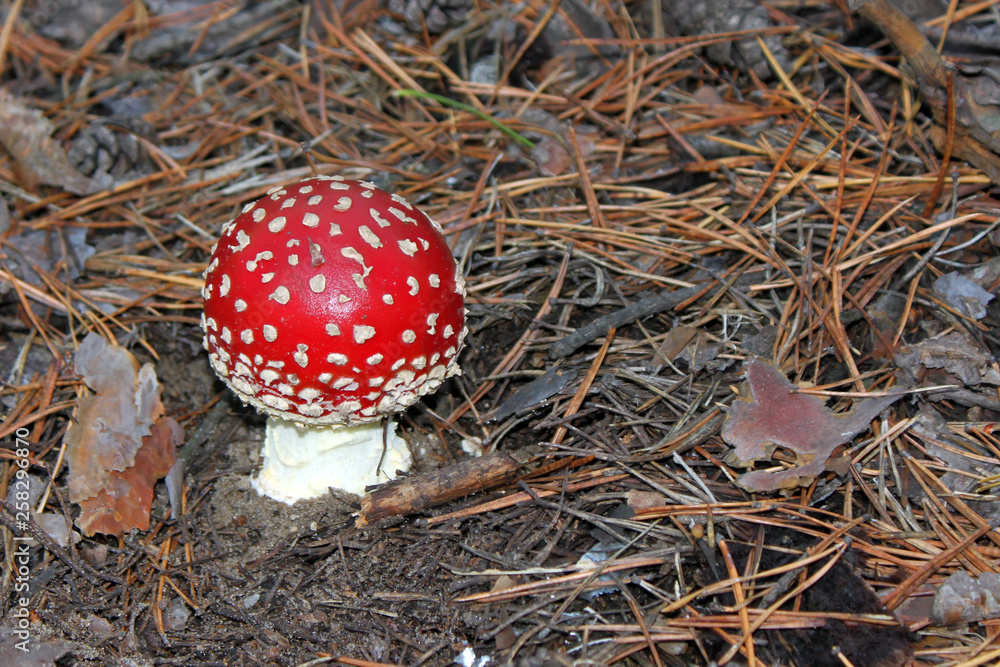 fly agaric mushroom in the forest fly agaric mushroom in the forest