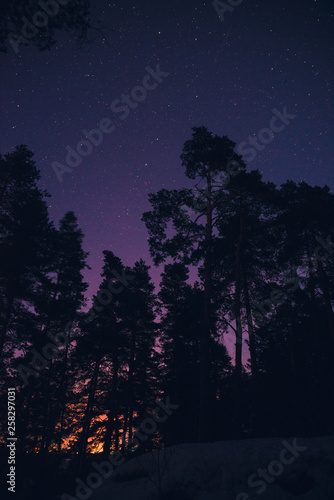 Starry night in the forest