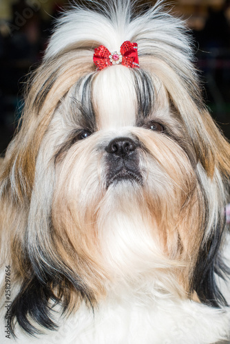 Close up portrait of Shih-tzu dog with red bow © zanna_