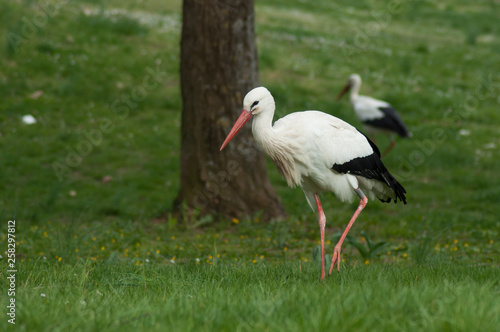 portrait of stork walking on the grass in urban park