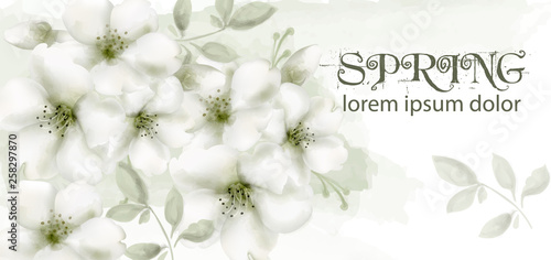 Cherry flowers watercolor Vector. Delicate spring blossom backgrounds