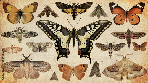 Butterflies and moths. Old paper textured background