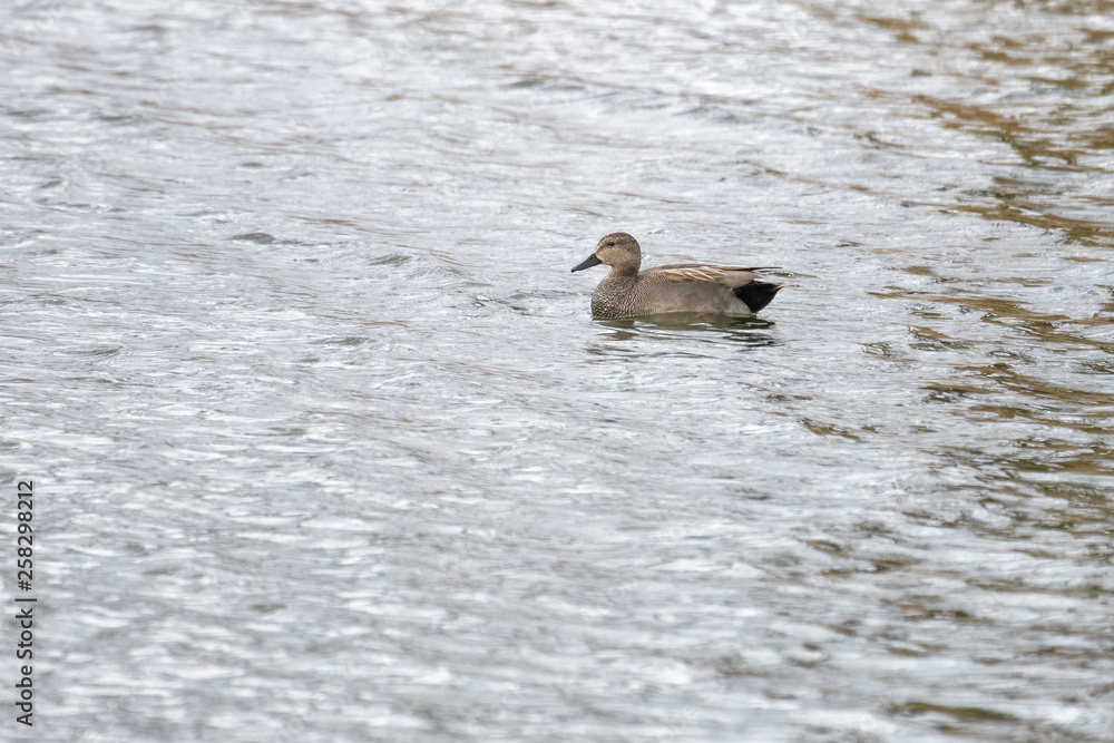 Gadwall duck on a lake Gadwall duck on a lake