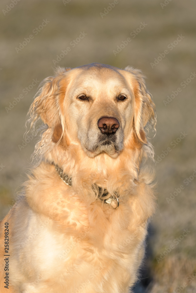 Portrait of a female golden retriever in a field Portrait of a female golden retriever in a field
