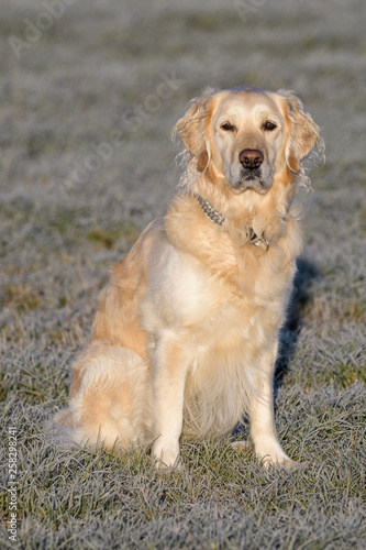 Portrait of a female golden retriever in a field