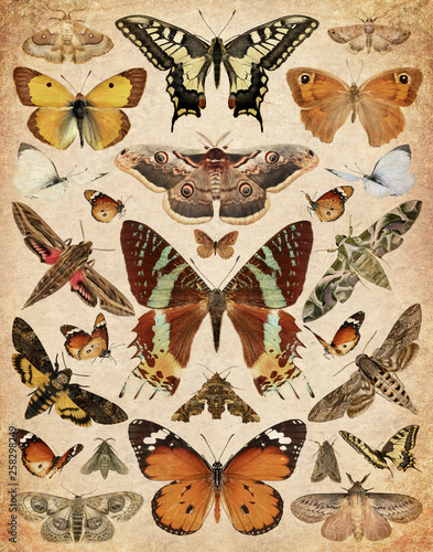 Butterflies and moths. Old paper textured background photo