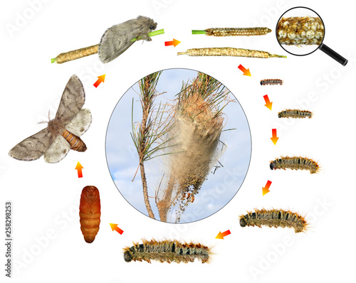 Pine processionary moth, Thaumetopoea wilkinsoni (Lepidoptera: Thaumetopoeidae). Life cycle. Isolated on a white background photo