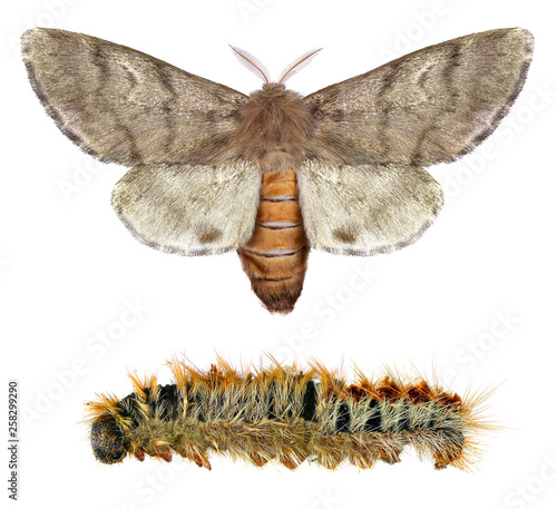 Pine processionary moth, Thaumetopoea wilkinsoni (Lepidoptera: Thaumetopoeidae). Adult moth and larva isolated on a white background