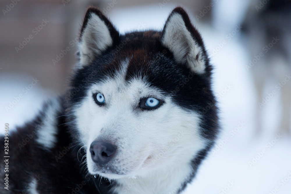 Portrait of a husky with blue eyes